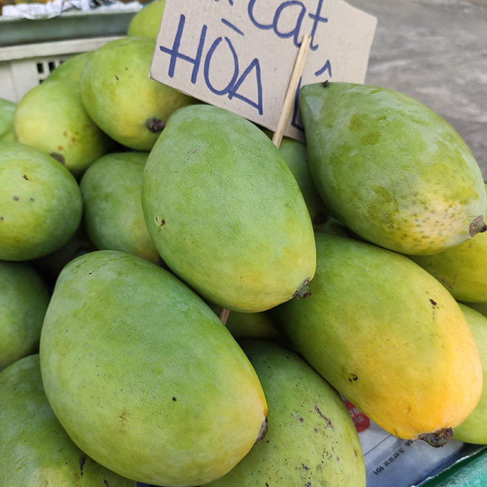 Xoài cát Hoà Lộc